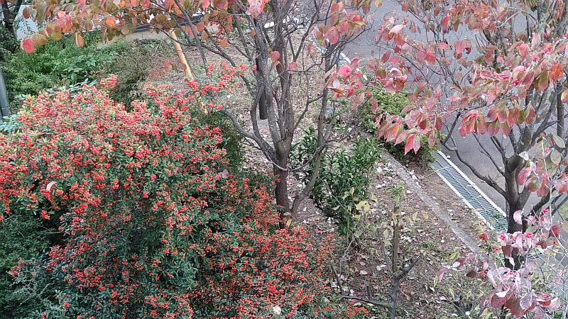 ピラカンサとハナミズキ 横浜市旭区中尾