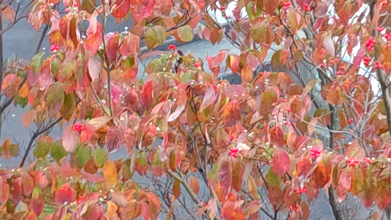 ピラカンサの果実、ハナミズキの果実 横浜市旭区中尾