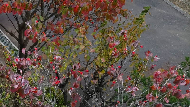 ハナミズキの果実 横浜市旭区中尾