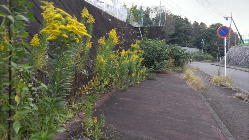 歩道上のセイタカアワダチソウとアカメガシワの茂み 横浜市旭区中尾