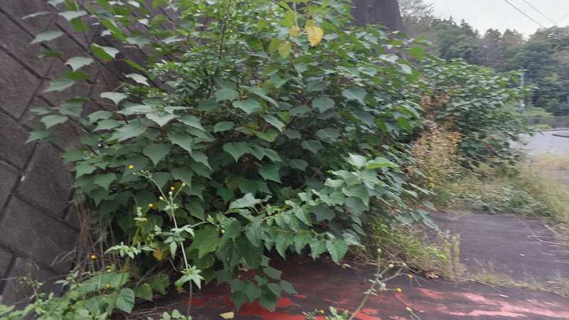 アカメガシワ 横浜市旭区中尾