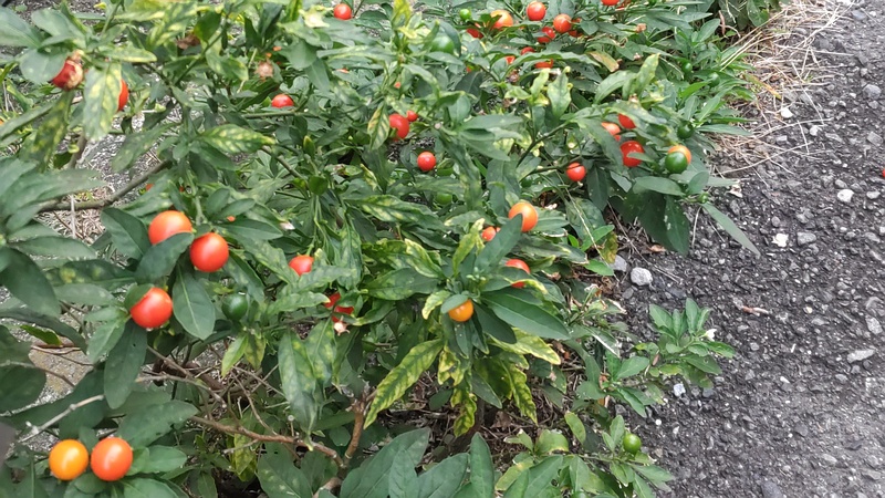 タマサンゴ 横浜市旭区東希望が丘