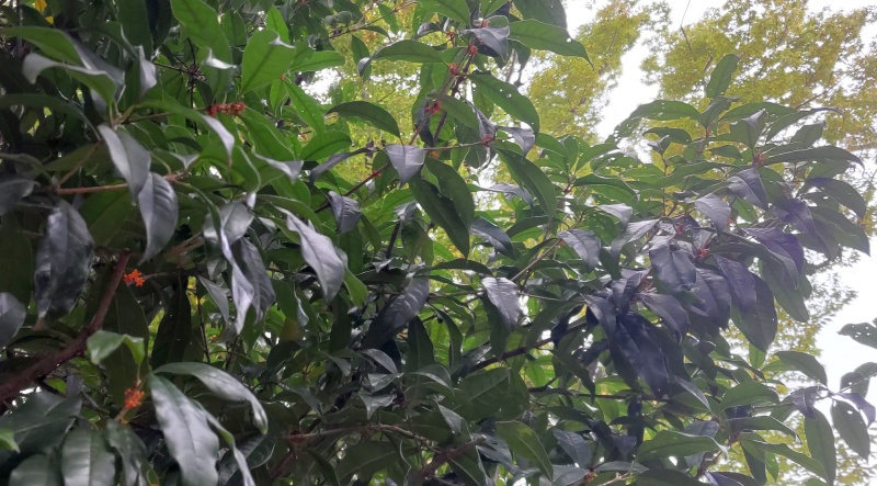 キンモクセイ 東京都大田区平和の森公園