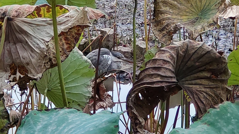 蓮池のアオサギ 東京都大田区平和の森公園
