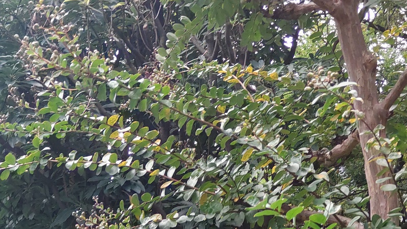 サルスベリの果実 東京都大田区平和の森公園