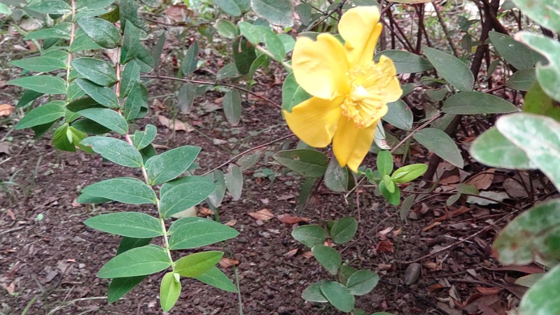キンシバイの花 東京都大田区平和の森公園