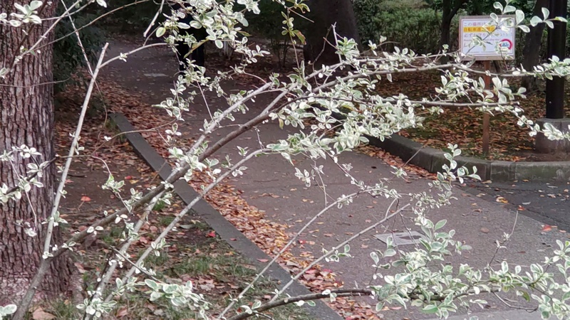 フイリマサキ 東京都大田区平和の森公園