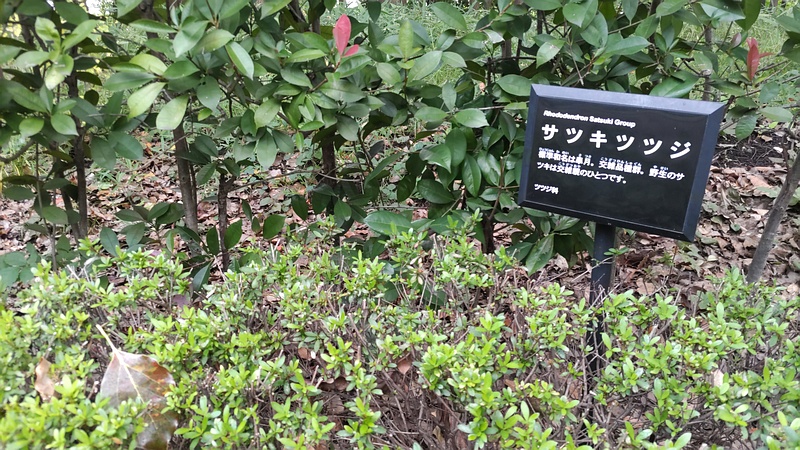 サツキツツジの名札 東京都大田区平和の森公園