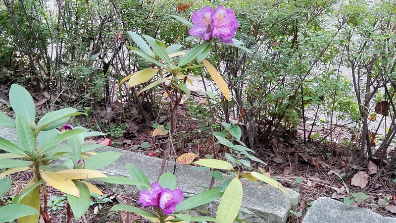 シャクナゲの花 東京都大田区平和島公園