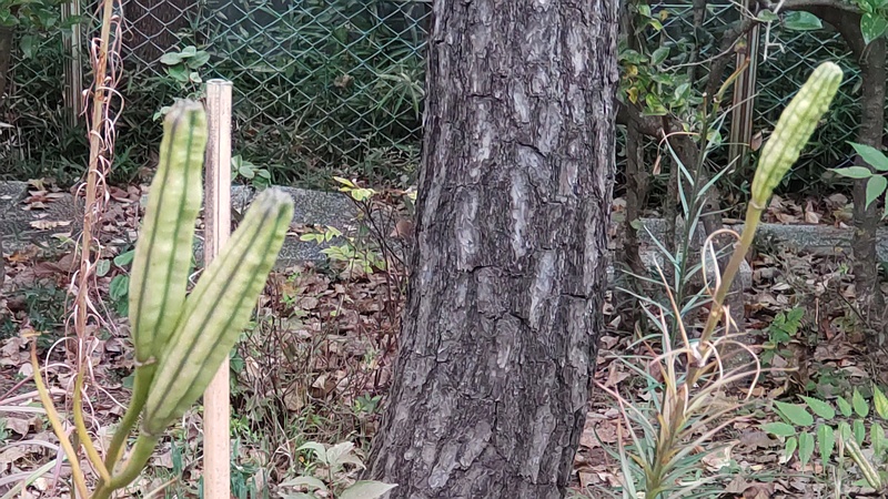 テッポウユリの果実 東京都大田区平和島公園