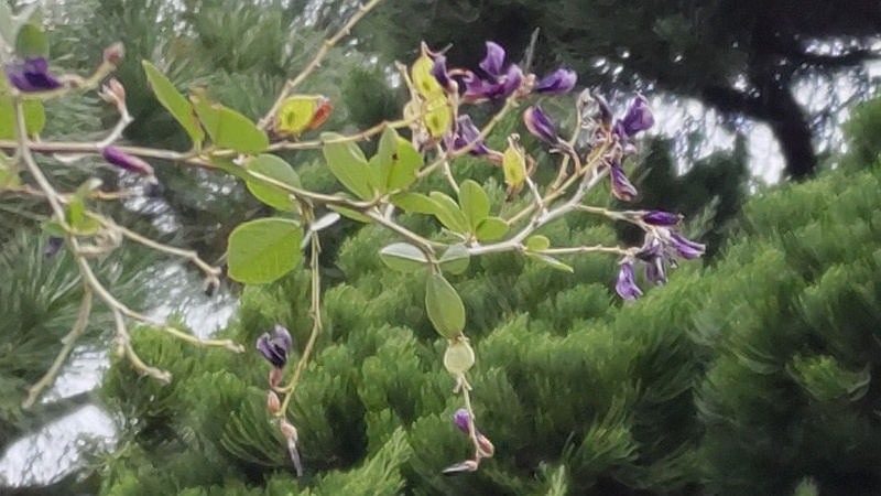 ミヤギノハギの果実 東京都大田区平和島公園