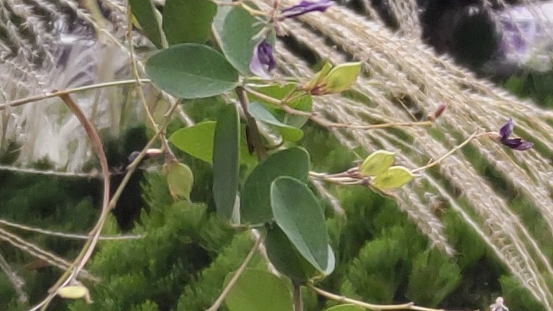ミヤギノハギの果実 東京都大田区平和島公園