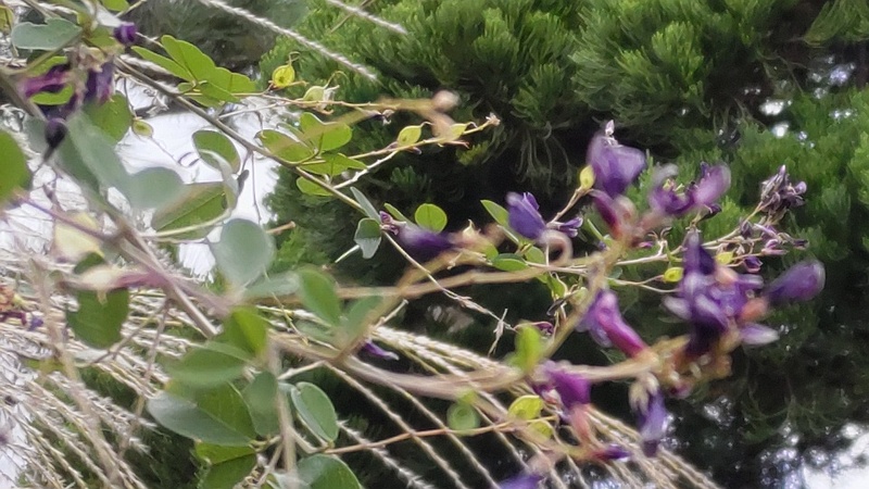 ミヤギノハギの果実 東京都大田区平和島公園