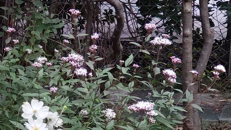 フジバカマの花 東京都大田区平和島公園