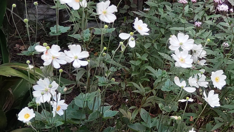 シュウメイギクの花 東京都大田区平和島公園