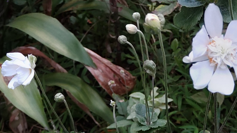 シュウメイギクの花 東京都大田区平和島公園