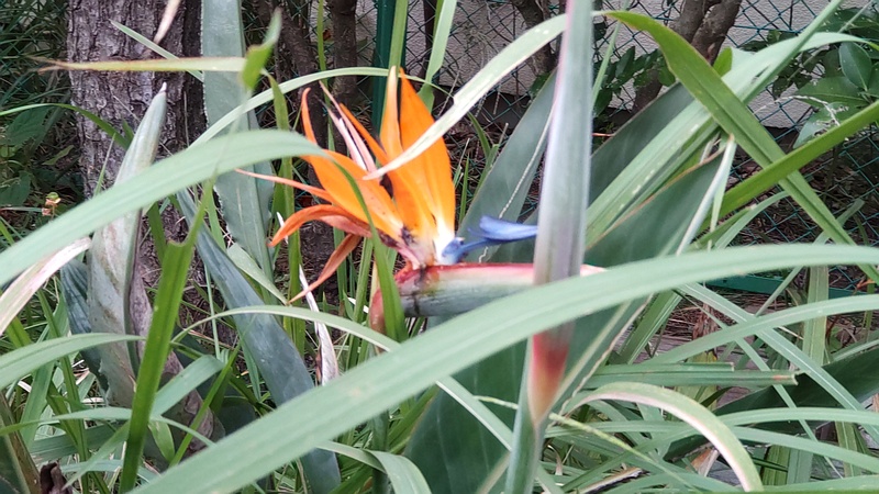 ゴクラクチョウカの花 東京都大田区平和島公園