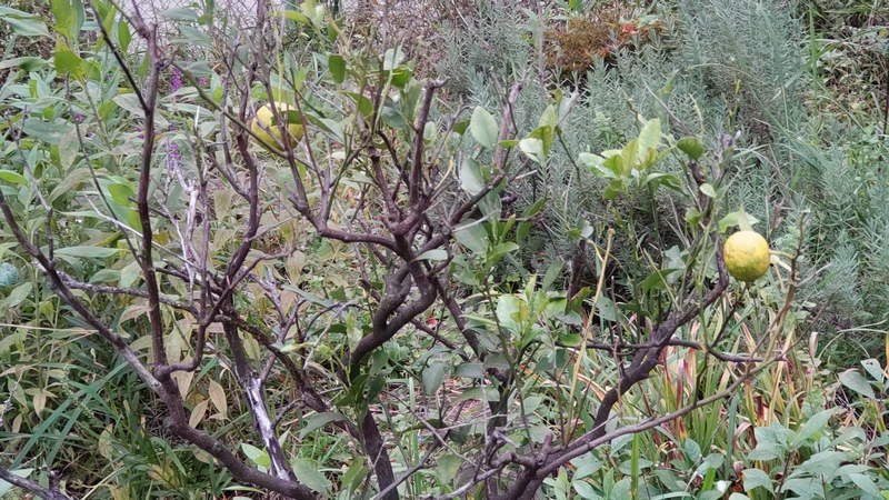 カラタチの果実 東京都大田区平和島公園