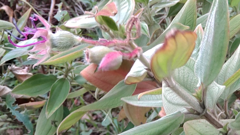 ノボタンの花 東京都大田区平和島公園