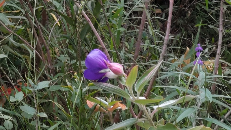 ノボタン 東京都大田区平和島公園