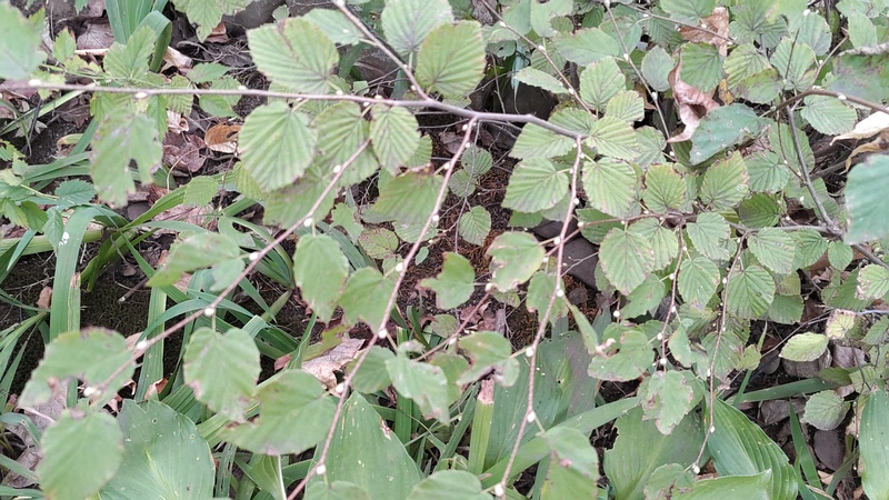 ヒュウガミズキ 東京都大田区平和島公園
