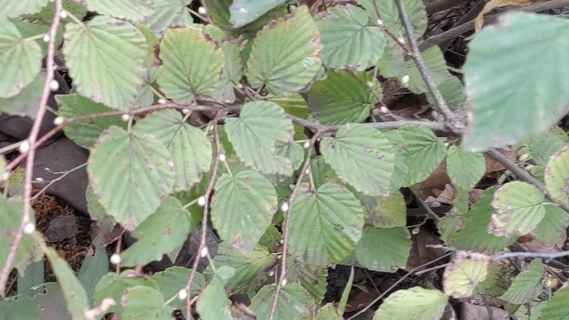 ヒュウガミズキ 東京都大田区平和島公園