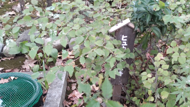 ヒュウガミズキの名札 東京都大田区平和島公園