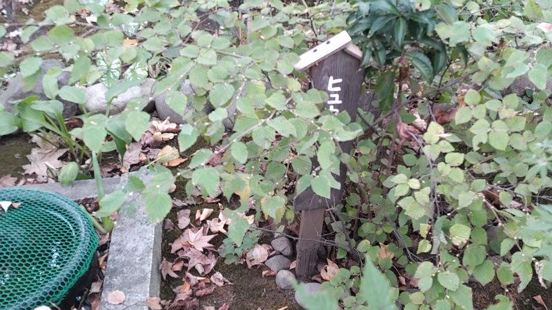 ヒュウガミズキの名札 東京都大田区平和島公園