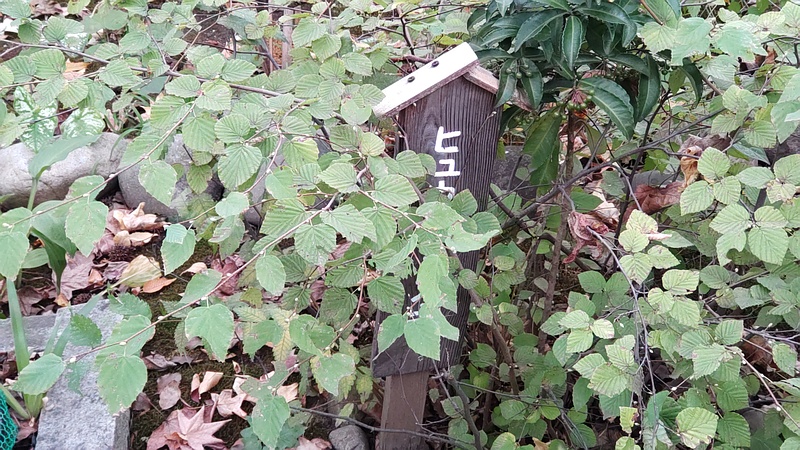 ヒュウガミズキの名札 東京都大田区平和島公園