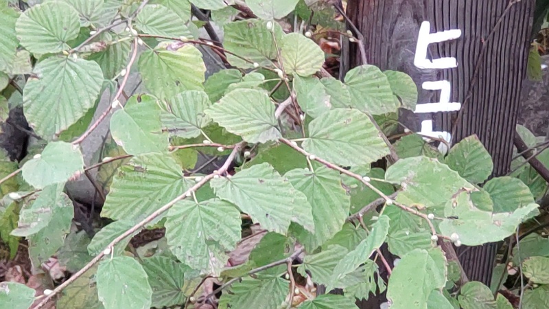 ヒュウガミズキの名札 東京都大田区平和島公園