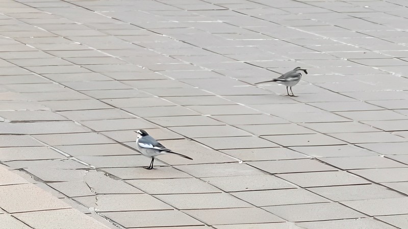 ハクセキレイ 東京都大田区平和島公園