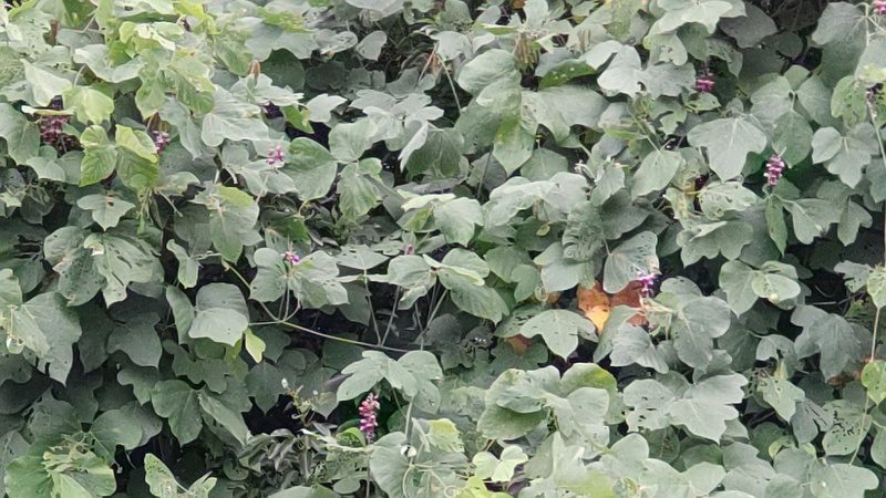 クズの花 東京都大田区平和島公園