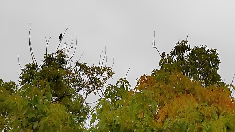 クスノキの樹冠のハクセキレイ 東京都大田区平和島公園
