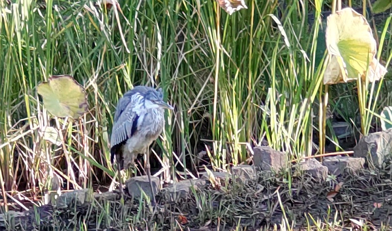 蓮池のアオサギ 東京都大田区平和の森公園