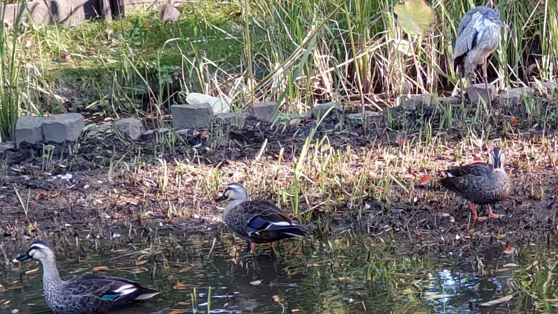 蓮池のアオサギとカルガモ 東京都大田区平和の森公園