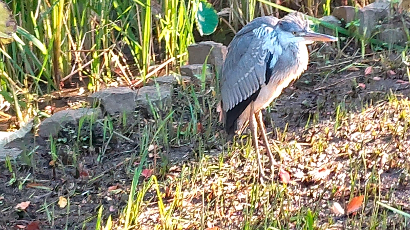 蓮池のアオサギ 東京都大田区平和の森公園