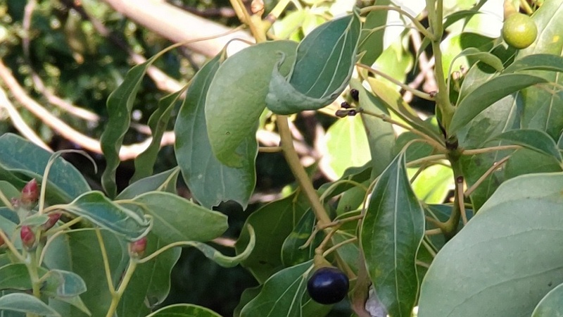 クスノキの黒い実と葉芽 東京都大田区平和島公園