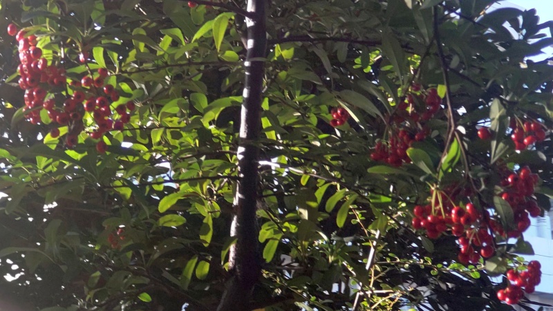 環七口のピラカンサ 東京都大田区平和の森公園