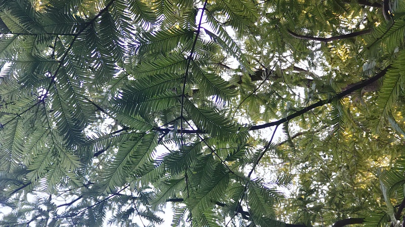 メタセコイアの葉 東京都大田区平和の森公園