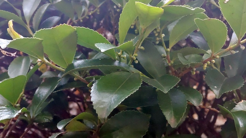 ヒサカキ 東京都大田区平和の森公園