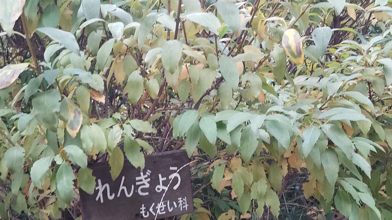 レンギョウの名札 東京都大田区平和の森公園