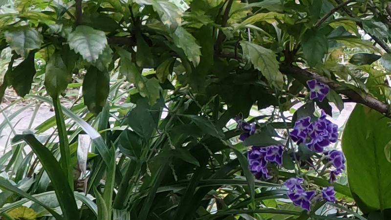 タイワンレンギョウの花 東京都大田区平和の森公園