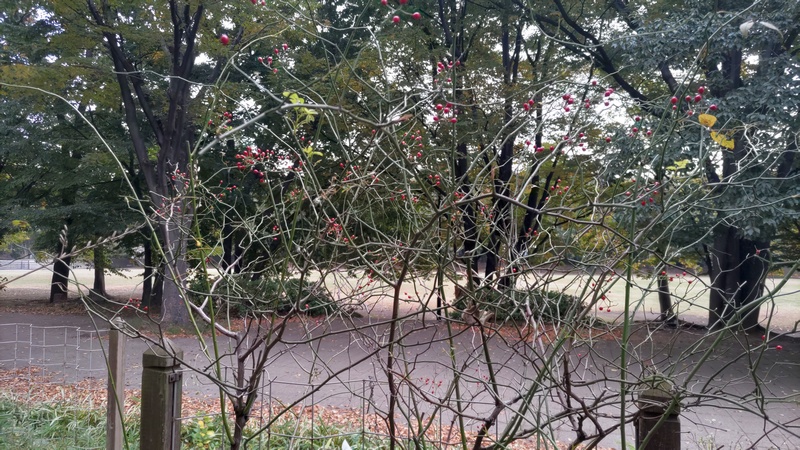 みどりの縁側のノイバラの果実 東京都大田区平和の森公園