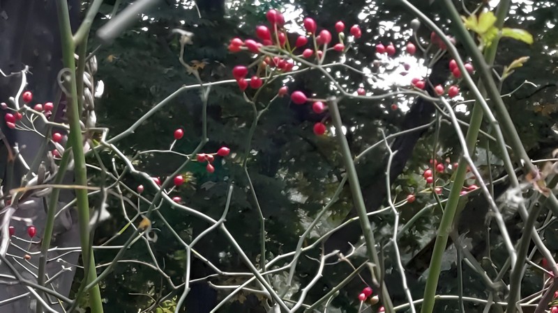 みどりの縁側のノイバラの果実 東京都大田区平和の森公園