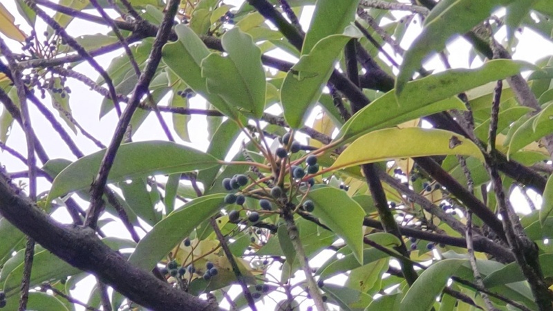 ユズリハの果実 東京都大田区平和の森公園