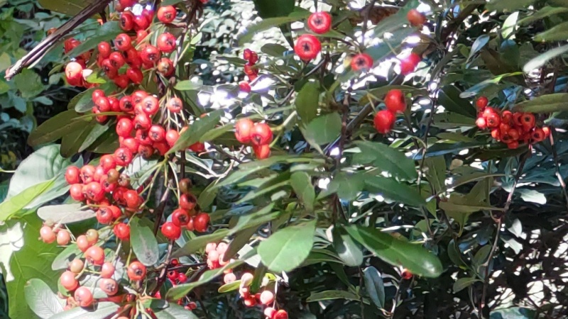 ピラカンサ 横浜市旭区帷子川親水緑道