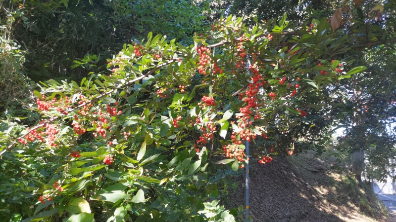 ピラカンサ 横浜市旭区帷子川親水緑道