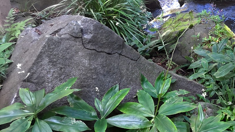 ヤブミョウガ 横浜市旭区帷子川親水緑道