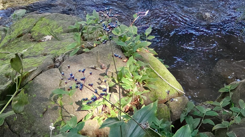 ヤブミョウガの果実 横浜市旭区帷子川親水緑道