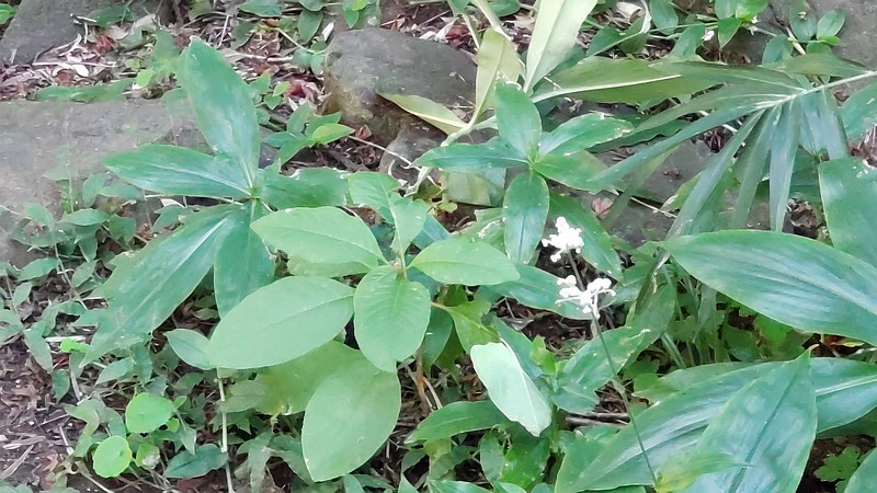 ヤブミョウガの花 横浜市旭区帷子川親水緑道